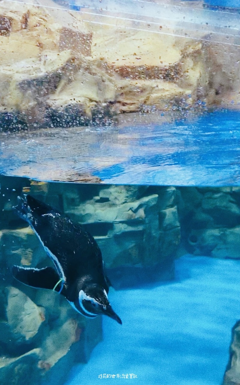 桃園景點 | Xpark都會型水生公園・13大展區參觀資訊及購票方式・日本八景島的夢幻海洋世界與企鵝咖啡館 @巧莉的世界流浪筆記
