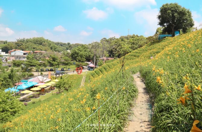 2022 虎山巖金針花季 開始了！忘憂金色花海已開滿山頭，不用跑東部也能欣賞滿山金針花，彰化免費景點