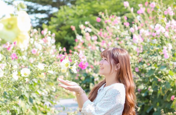 2022員林蜀葵花海 | 3米高的一丈紅怎麼拍都好看，把握蜀葵的尾巴！大埔里運動公園