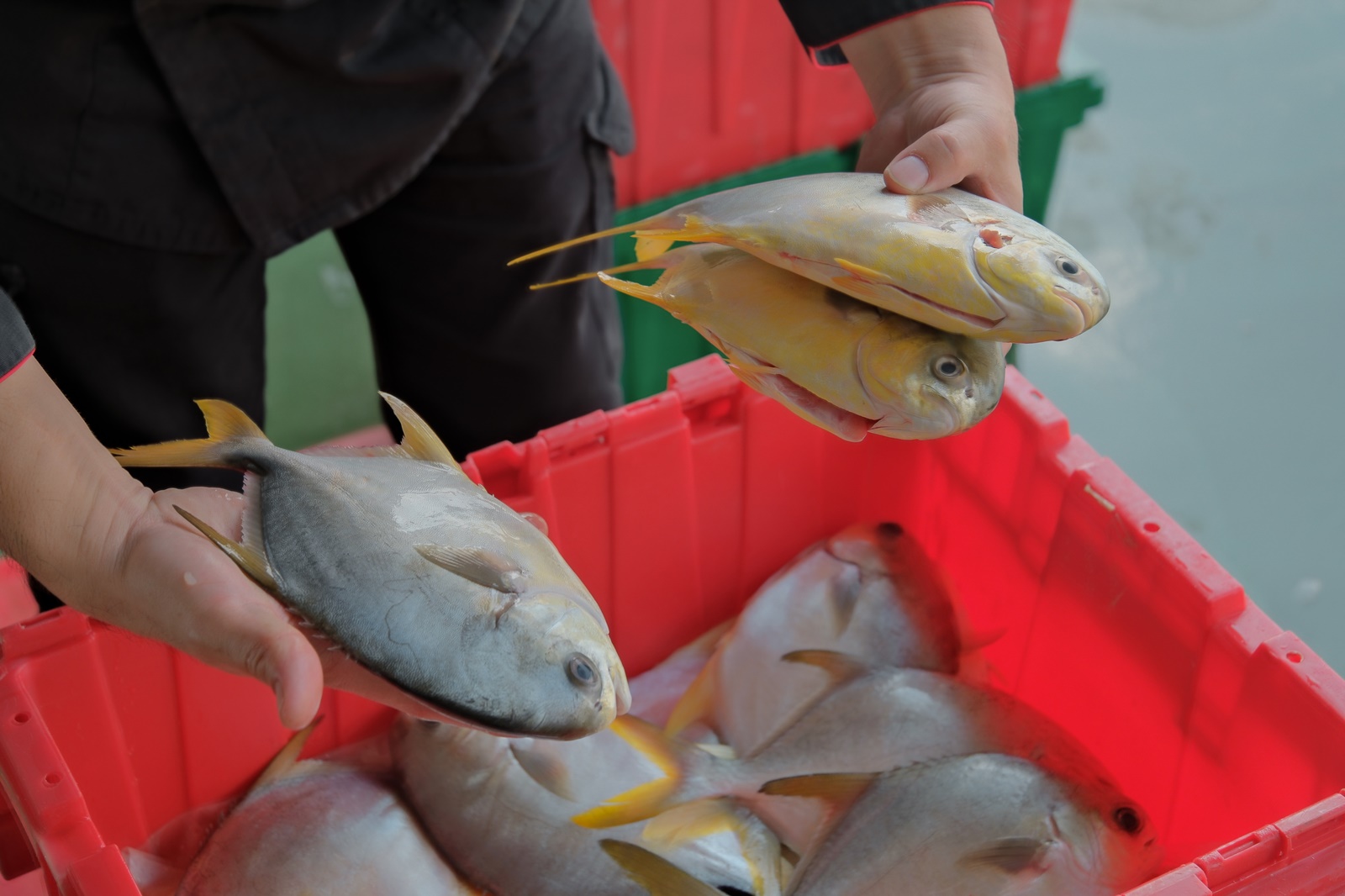 海鮮控必訪吃到飽！潮港城太陽百匯釜山海鮮季美食蝦爆了，四人同行就送巨無霸檸檬泰國蝦 @巧莉的世界流浪筆記