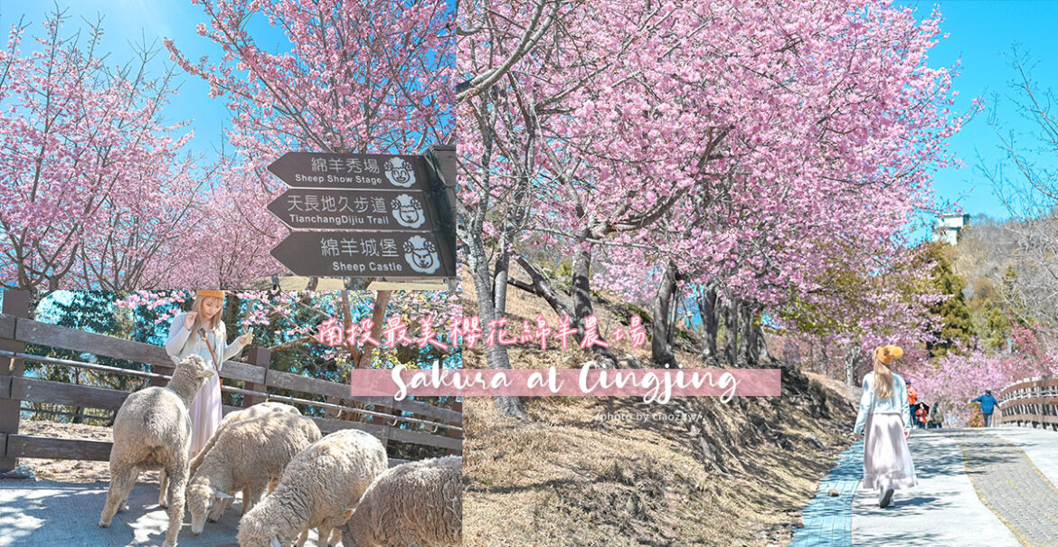 清境農場櫻花季｜南投最美高空景觀步道、青青草原、觀山牧區2023最新櫻花花況