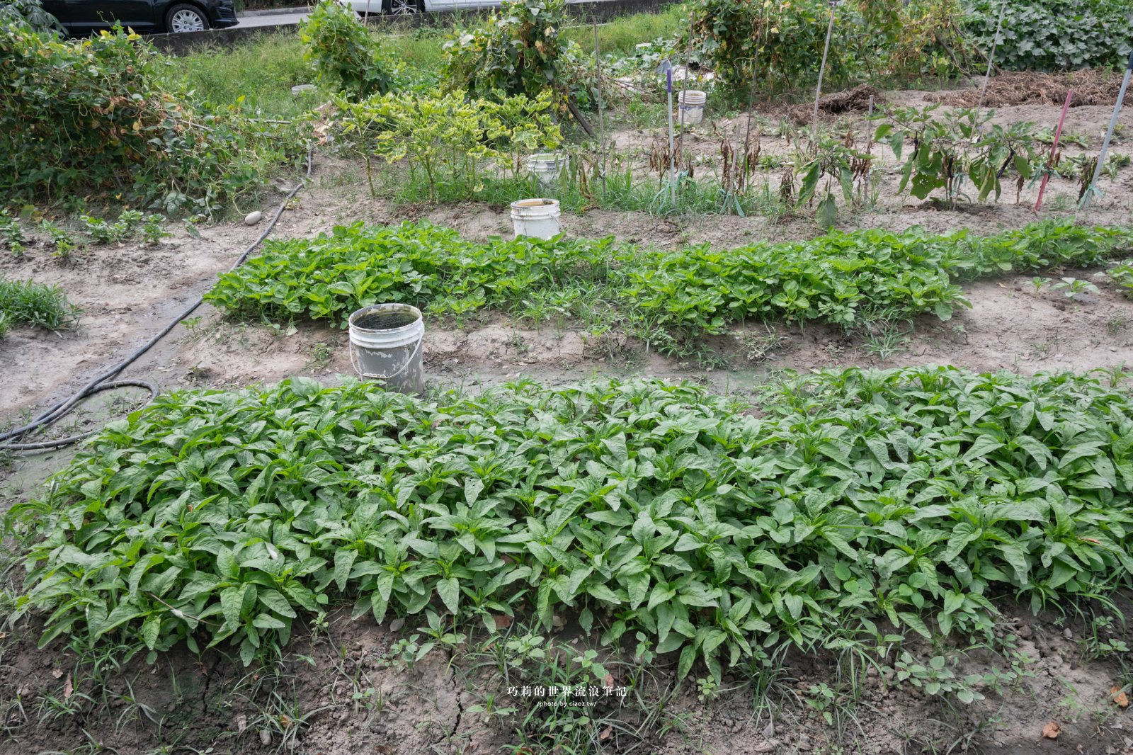 台中南屯隱藏版美食｜廣式養生功夫雞：來自廣東媽媽的手路菜，超強椰子雞湯香氣滿分！ @巧莉的世界流浪筆記
