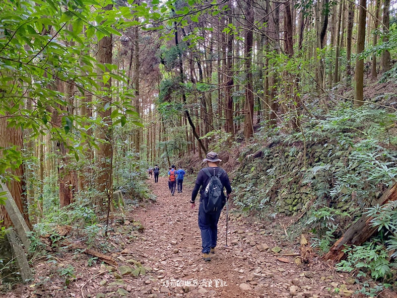 台中和平 || 長壽山步道・台灣最大香杉林 (大雪山林道19.8K) @巧莉的世界流浪筆記