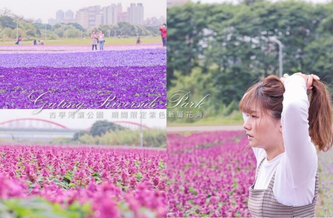 古亭河濱公園 || 2021古亭河濱公園花海怎麼去? 台北免費賞花景點到三月底・13萬盆地毯式紫色漸層花海・搭捷運拍起來！