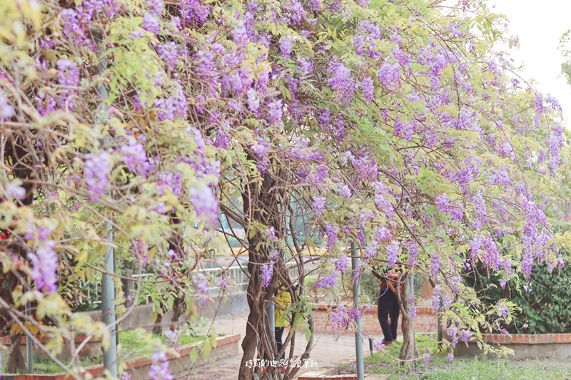 北斗河濱公園 | 彰化也有紫色秘境！這個公園不是只有美人樹，還有這條夢幻紫藤花廊道！ @巧莉的世界流浪筆記