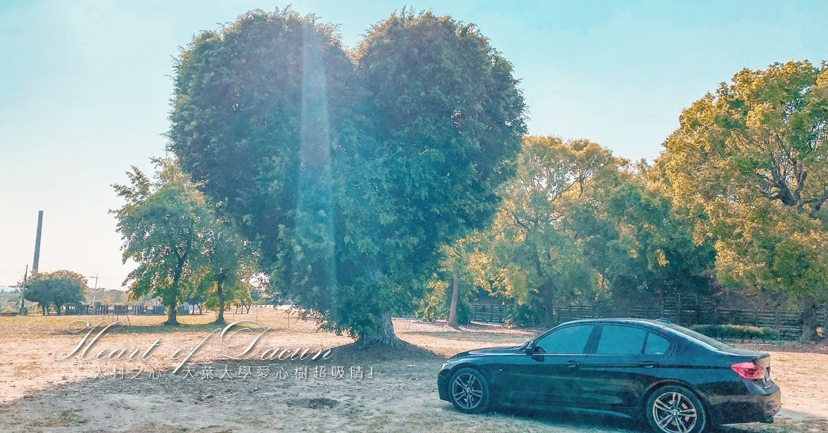 大葉大學愛心樹 || 逆光巨大愛心光束，人車立刻變迷你！彰化最新IG打卡景點 @巧莉的世界流浪筆記