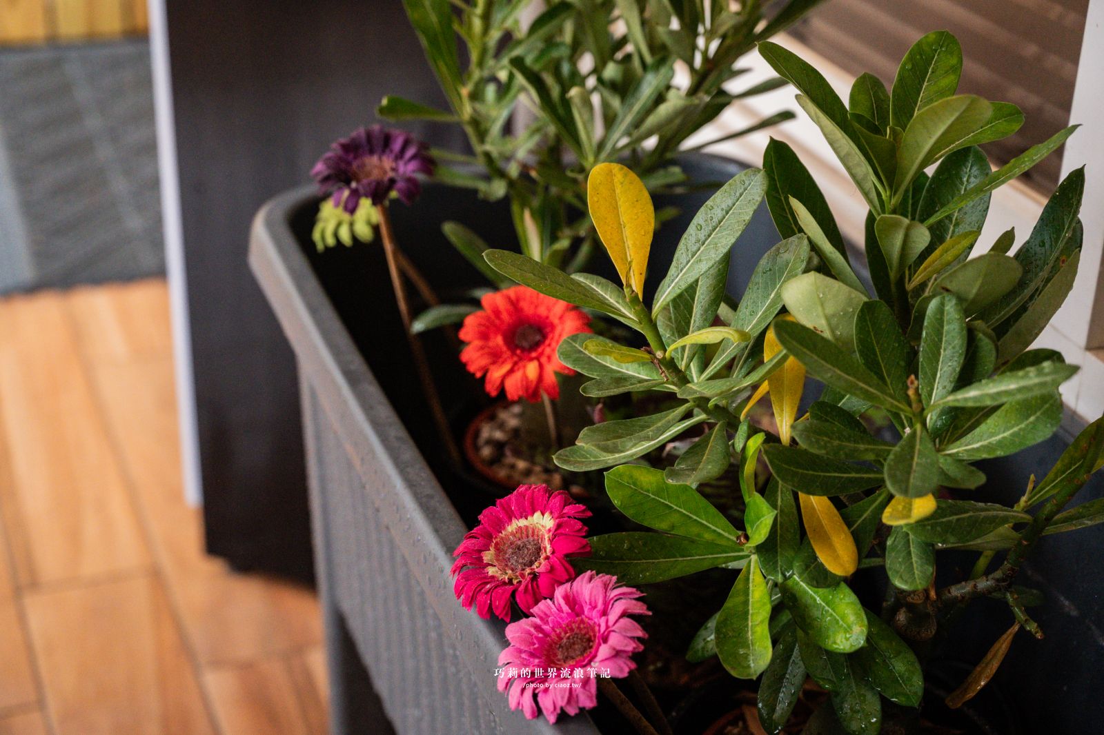 桃園珍珠海岸兩日輕旅行提案！質感民宿大改造「羅里濱海輕旅」 @巧莉的世界流浪筆記