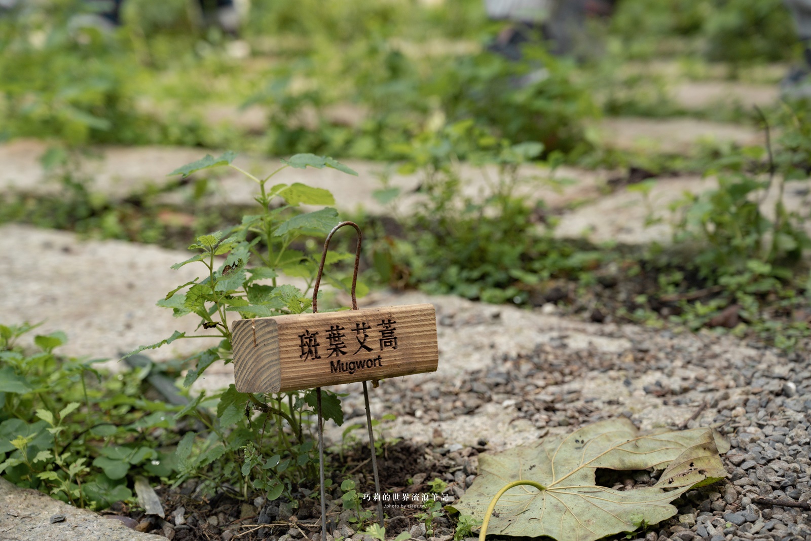 花現臺中農遊 EASYGO 購好玩｜4個台中山線景點推薦，漫步花海香草園，暢遊果香秘境超浪漫！ @巧莉的世界流浪筆記