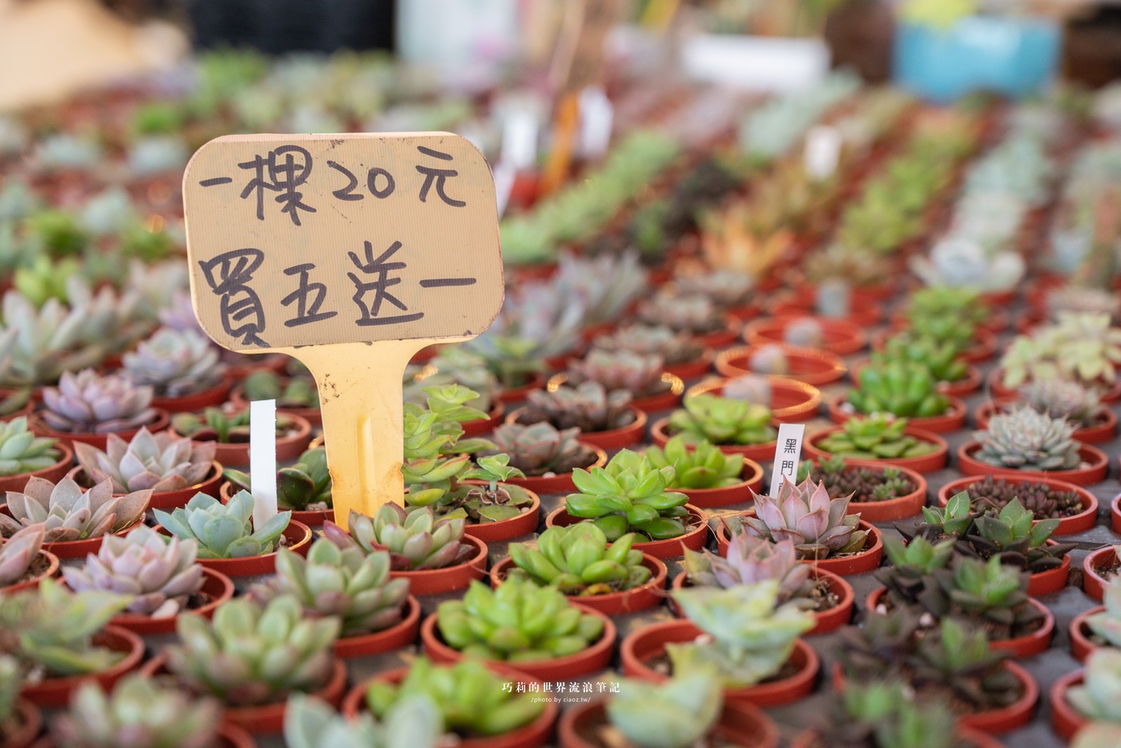 花現臺中農遊 EASYGO 購好玩｜4個台中山線景點推薦，漫步花海香草園，暢遊果香秘境超浪漫！ @巧莉的世界流浪筆記