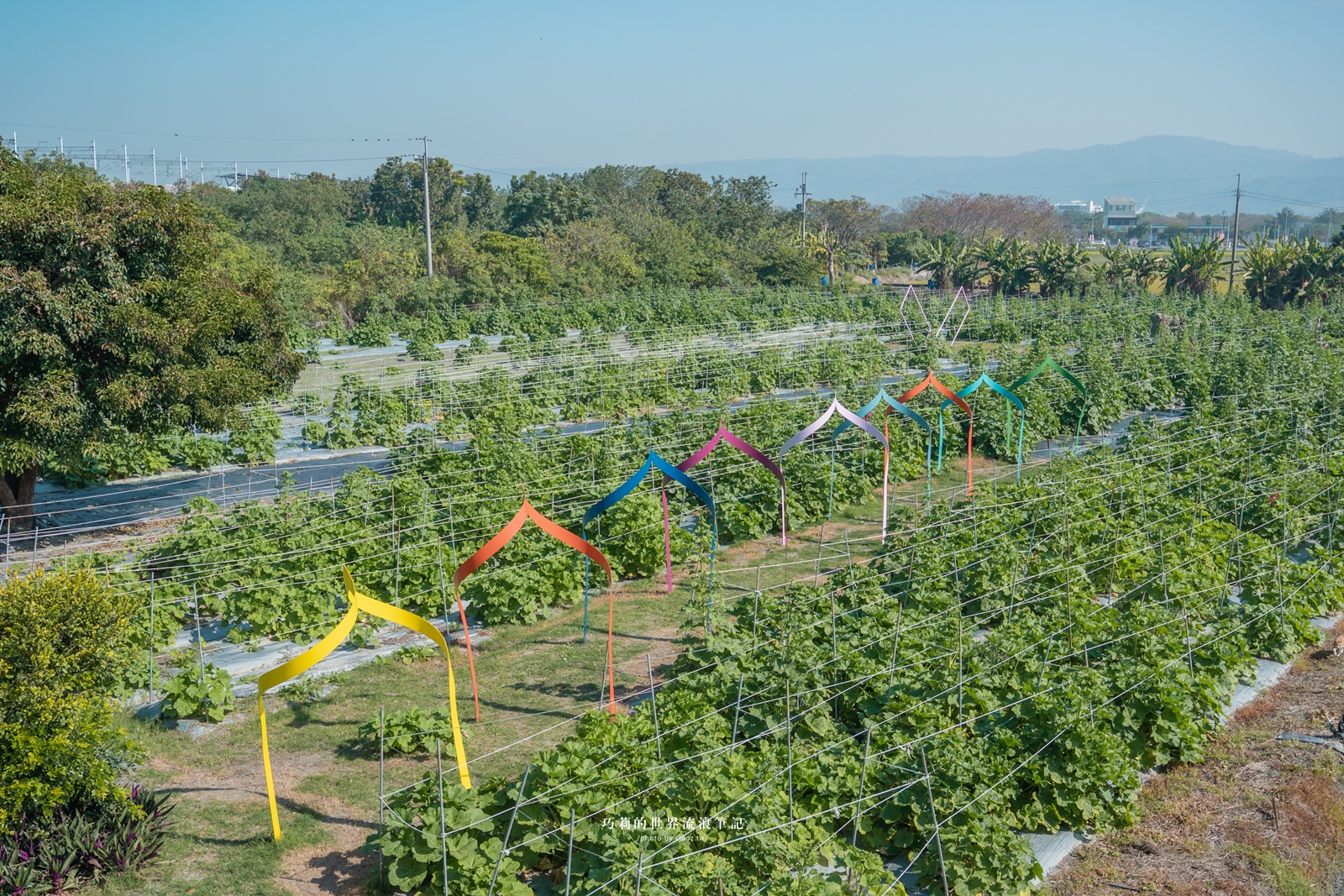 2025 田中蜀葵花海藝術節｜全台最早蜀葵花開了！高鐵3分鐘打卡秘境，捏陶賞花植物拓泥染DIY @巧莉的世界流浪筆記