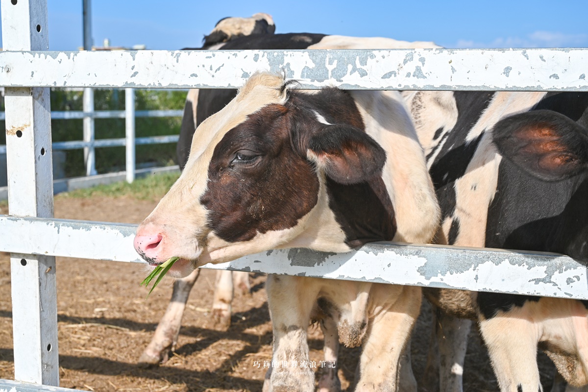 泳霖牧場｜彰化親子農場免門票餵牛牛、盪鞦韆，還有鮮乳吐司冰淇淋！ @巧莉的世界流浪筆記
